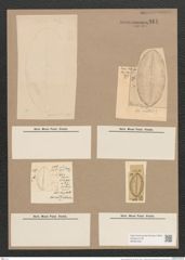 Navicula praetexta Ehr. (de-Toni-Nr.: Genus 1, Species 362) Zeichnungen Sammlung Grunow Nr. 811 (NHMW-BOT-W0367236)